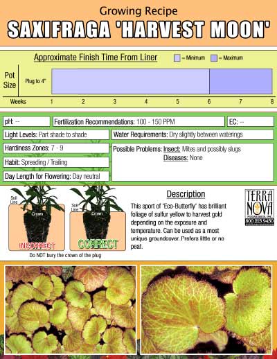 Saxifraga 'Harvest Moon' - Growing Recipe