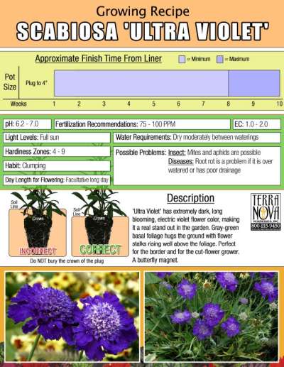 Scabiosa 'Ultra Violet' - Growing Recipe