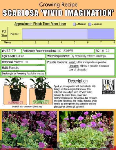 Scabiosa 'Vivid Imagination' - Growing Recipe