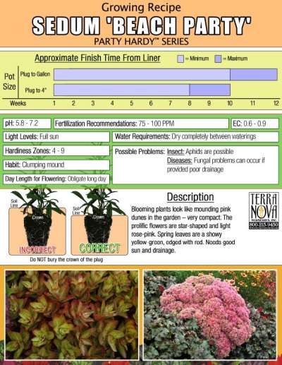 Sedum 'Beach Party' - Growing Recipe