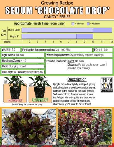 Sedum 'Chocolate Drop' - Growing Recipe