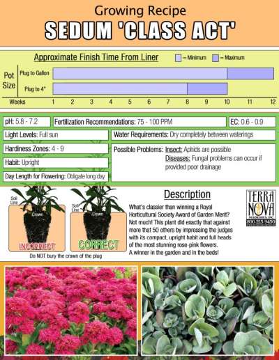 Sedum 'Class Act' - Growing Recipe