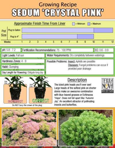 Sedum 'Crystal Pink' - Growing Recipe