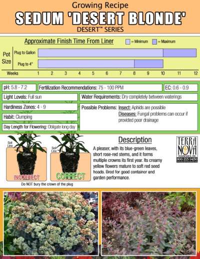 Sedum 'Desert Blonde' - Growing Recipe