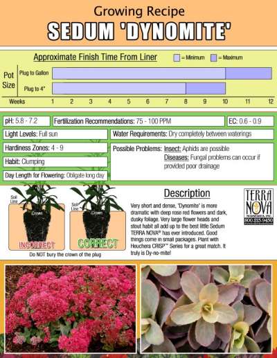 Sedum 'Dynomite' - Growing Recipe