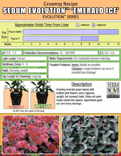 Sedum EVOLUTION™ 'Emerald Ice' - Growing Recipe