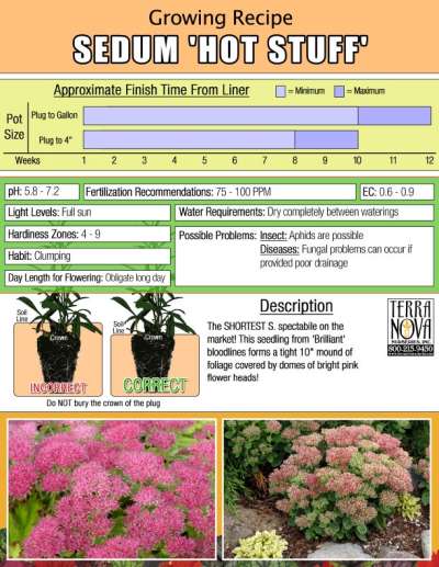 Sedum 'Hot Stuff' - Growing Recipe