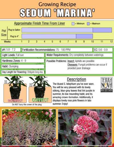 Sedum 'Marina' - Growing Recipe