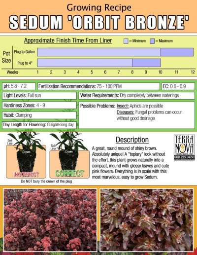 Sedum 'Orbit Bronze' - Growing Recipe