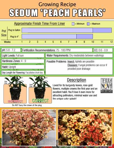 Sedum 'Peach Pearls' - Growing Recipe