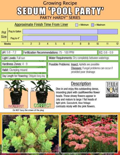 Sedum 'Pool Party' - Growing Recipe