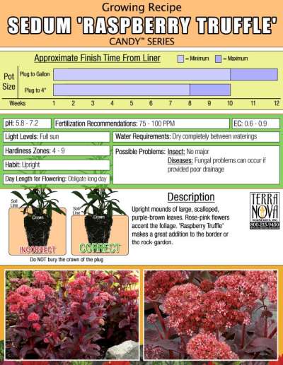 Sedum 'Raspberry Truffle' - Growing Recipe