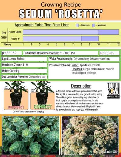 Sedum 'Rosetta' - Growing Recipe