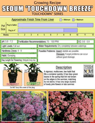 Sedum 'Touchdown Breeze' - Growing Recipe