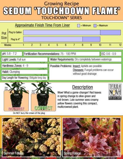 Sedum 'Touchdown Flame' - Growing Recipe