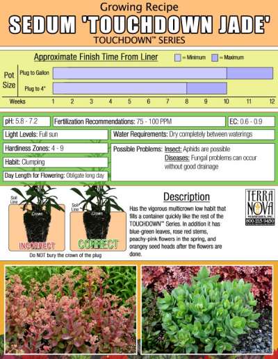 Sedum 'Touchdown Jade' - Growing Recipe