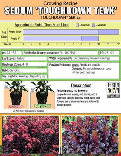 Sedum 'Touchdown Teak' - Growing Recipe