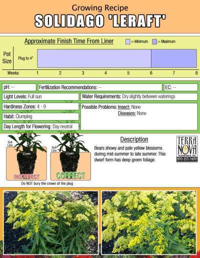 Solidago 'Leraft' - Growing Recipe