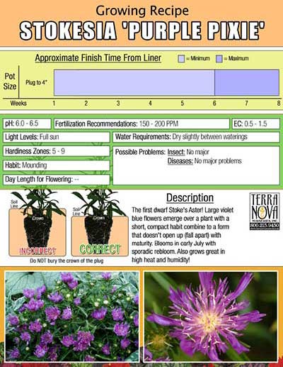 Stokesia 'Purple Pixie' - Growing Recipe