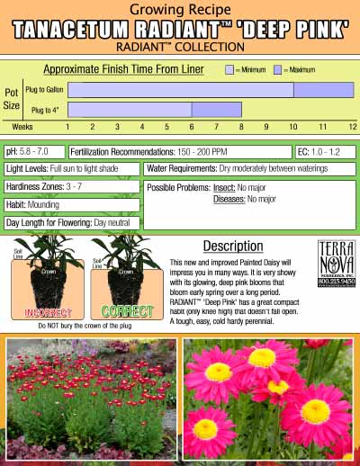 Tanacetum RADIANT™ 'Deep Pink' - Growing Recipe