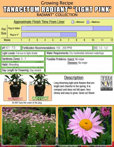 Tanacetum RADIANT™ 'Light Pink' - Growing Recipe