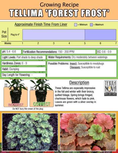 Tellima 'Forest Frost' - Growing Recipe