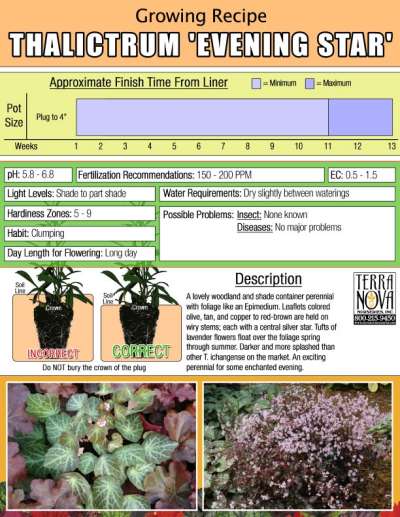 Thalictrum 'Evening Star' - Growing Recipe