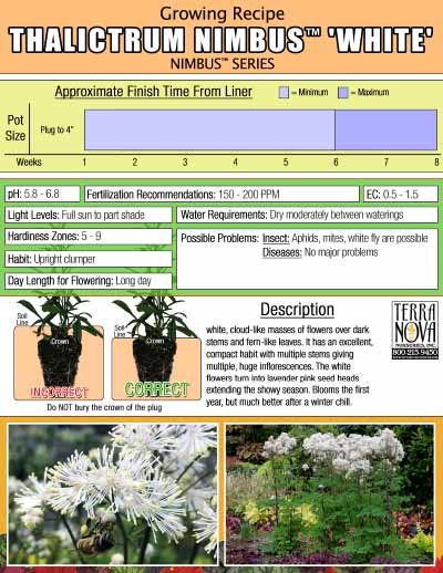 Thalictrum NIMBUS™ 'White' - Growing Recipe