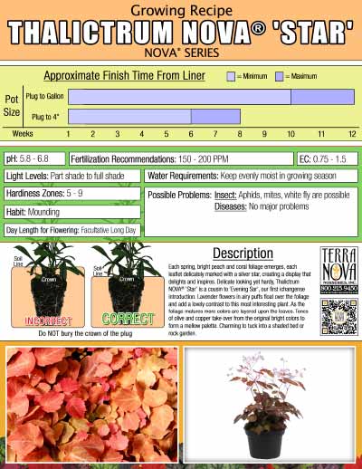 Thalictrum NOVA® 'Star' - Growing Recipe