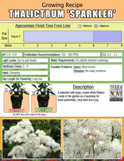 Thalictrum 'Sparkler' - Growing Recipe