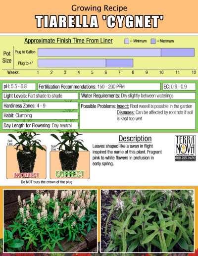 Tiarella 'Cygnet' - Growing Recipe