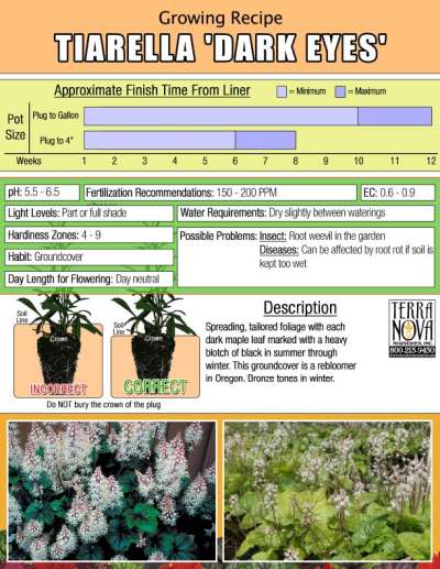 Tiarella 'Dark Eyes' - Growing Recipe