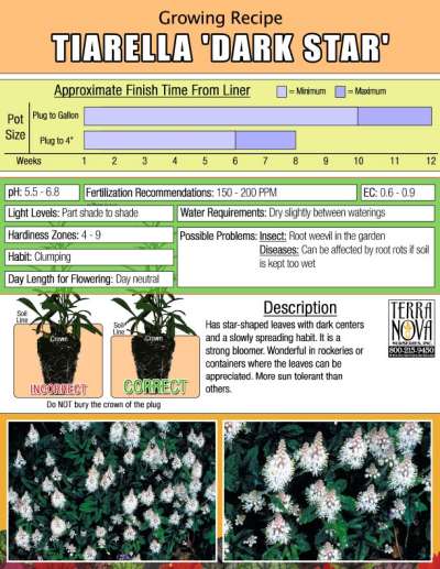 Tiarella 'Dark Star' - Growing Recipe