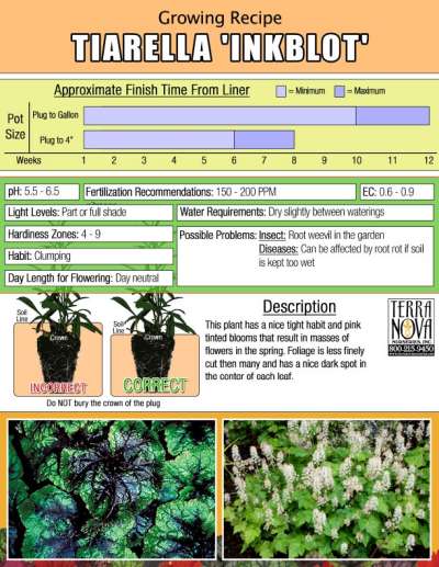 Tiarella 'Inkblot' - Growing Recipe