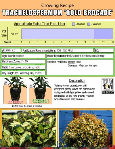 Trachelospermum 'Gold Brocade' - Growing Recipe