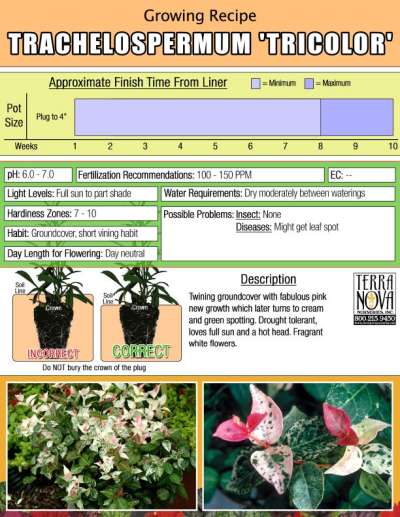 Trachelospermum 'Tricolor' - Growing Recipe