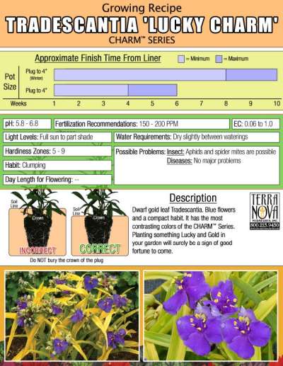 Tradescantia 'Lucky Charm' - Growing Recipe