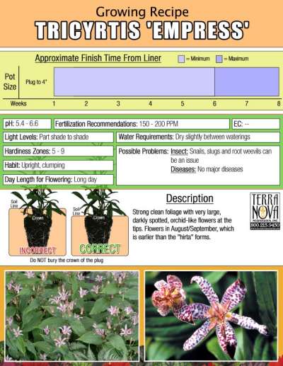 Tricyrtis 'Empress' - Growing Recipe