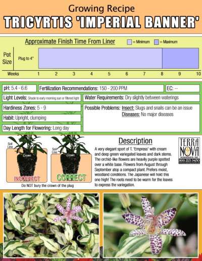 Tricyrtis 'Imperial Banner' - Growing Recipe
