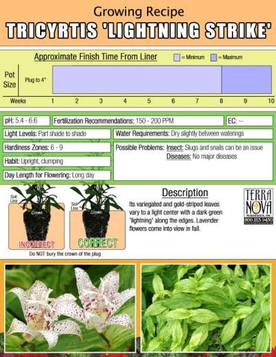 Tricyrtis 'Lightning Strike' - Growing Recipe