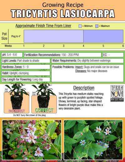 Tricyrtis lasiocarpa - Growing Recipe