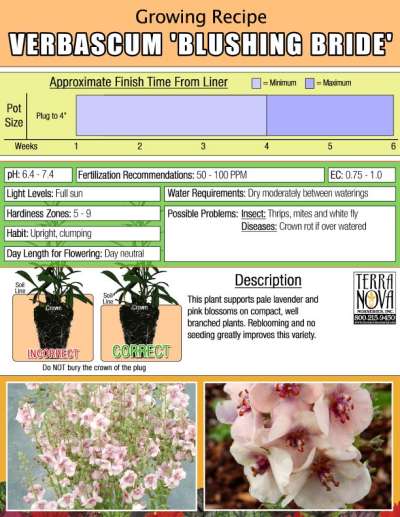 Verbascum 'Blushing Bride' - Growing Recipe