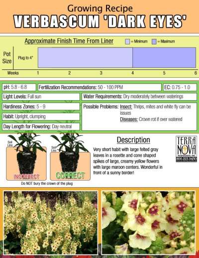 Verbascum 'Dark Eyes' - Growing Recipe