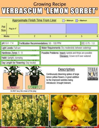 Verbascum 'Lemon Sorbet' - Growing Recipe