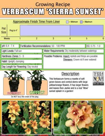 Verbascum 'Sierra Sunset' - Growing Recipe