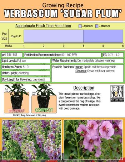 Verbascum 'Sugar Plum' - Growing Recipe