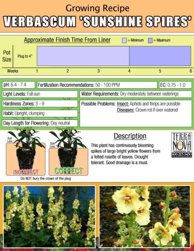 Verbascum 'Sunshine Spires' - Growing Recipe