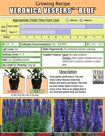 Veronica VESPERS™ 'Blue' - Growing Recipe