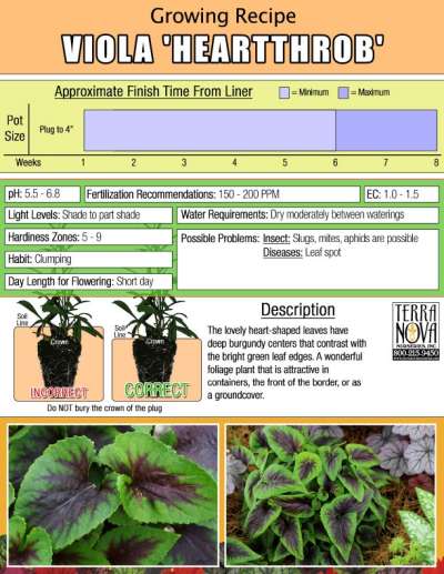 Viola 'Heartthrob' - Growing Recipe