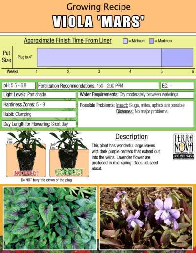 Viola 'Mars' - Growing Recipe